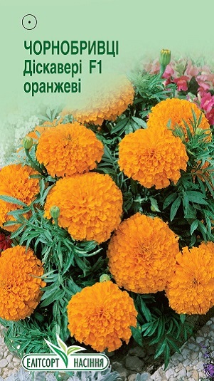 Barhattsy-pryamostoyachye-Dyskavery-F1-oranzhevye142