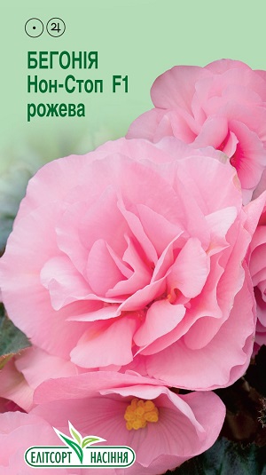 Бегония-Нон-Стоп-F1-розовая