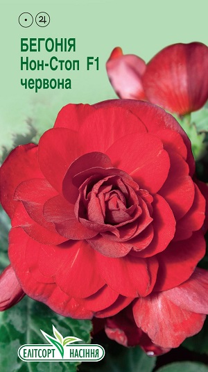 Бегония Нон Стоп красная