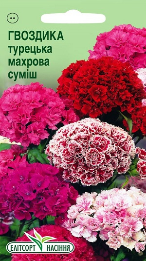 Gvozdika_Turecka_maxrova_cmec