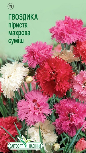 Гвоздика-перист-махр-сумиш