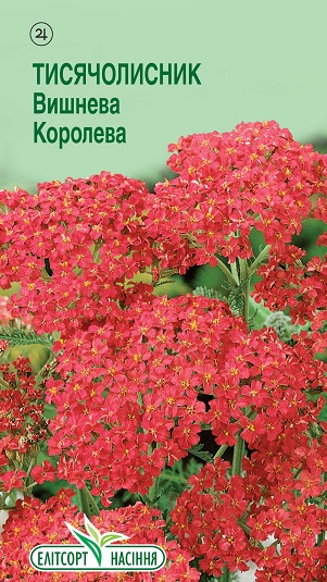 Тысячелистник-Вишневая-Королева