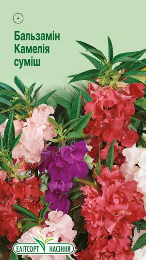 balzamin-kameliya