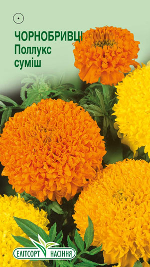 chornobryvtsi-polluks-sumish
