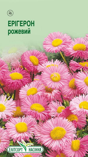 erigeron-rozhevyj