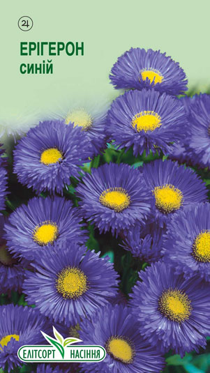 erigeron-synij