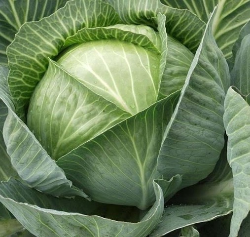 харько
