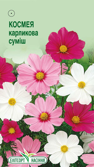 kosmeya-karlykova-sumish