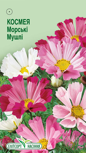 kosmeya-morski-mushli