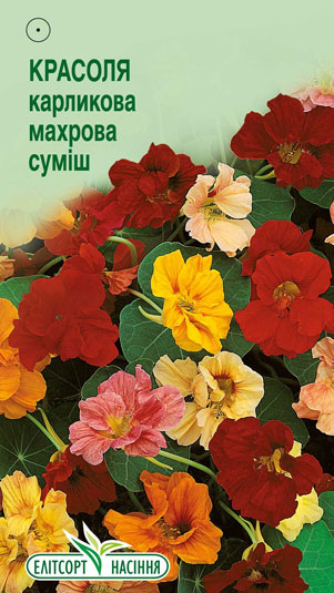 krasolya-karlykova-mahrova