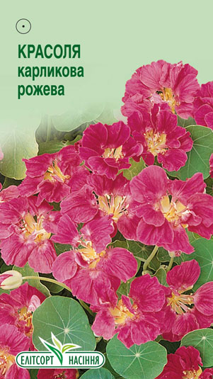krasolya-karlykova-rozheva
