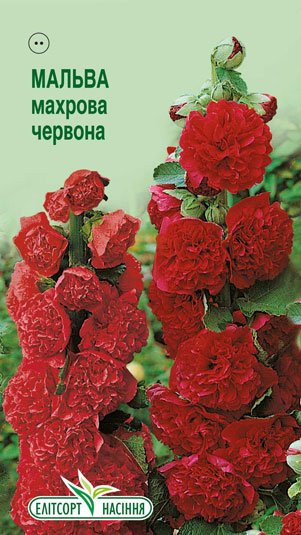 malva-mahrova-chervona
