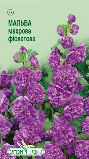 malva-mahrova-fioletova