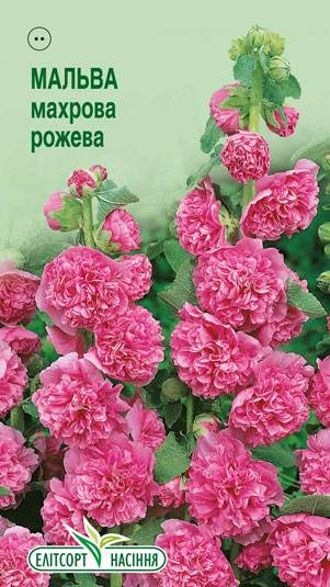 malva-mahrova-rozheva