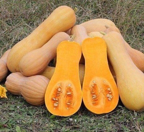 нов