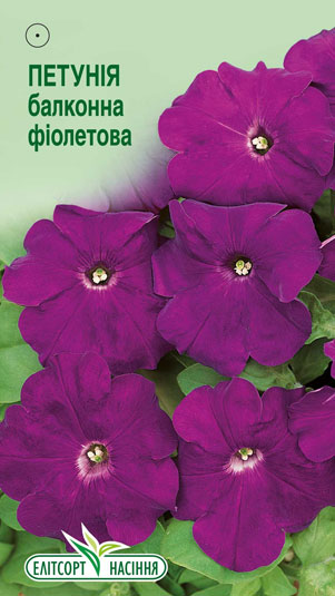 petuniya-balkonna-fioletova