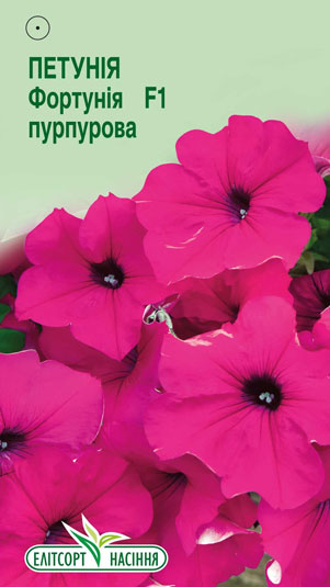 petuniya-fortuniya-purpurova-f1