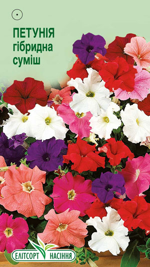petuniya-gibrydna-sumish