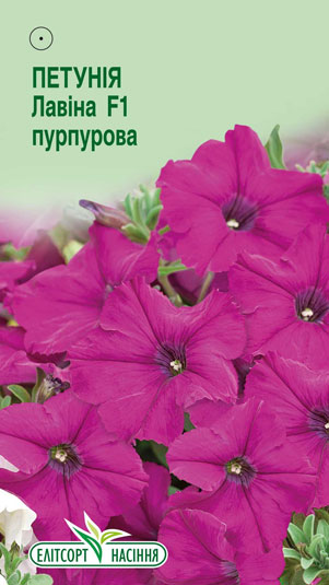 petuniya-lavina-purpurova-f1