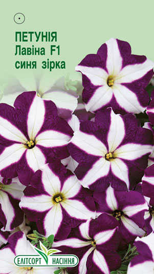 petuniya-lavina-synya-zirka-f1