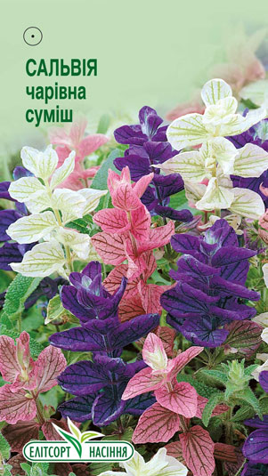 salviya-charivna-sumish