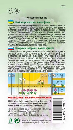 vechirnytsya-nichna-fialka-1