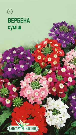 verbena-gibrydna-sumish