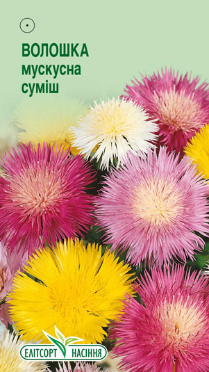 voloshka-muskusna-sumish