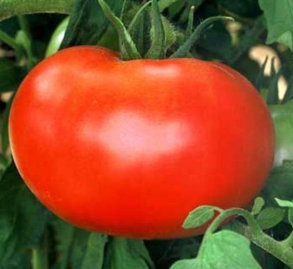 525