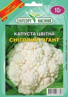 снег гиг