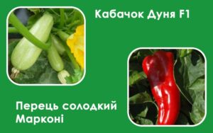 Новинки - кабачок Дуня F1 та перець солодкий Марконі