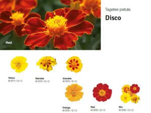 Tagetes-Disco